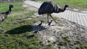 Emubabys Familie Emu geht spazieren, Foto: Straußenfarm Burkhardt