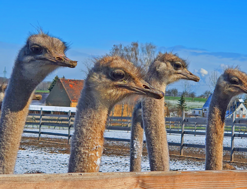 Drei Baby Emus unter Straußen