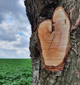 Holzherz Ein Herz in der Natur, Foto: Maike Steuer
