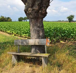 bankbaum Zeit für ein kleines Päuschen, Foto: Maike Steuer