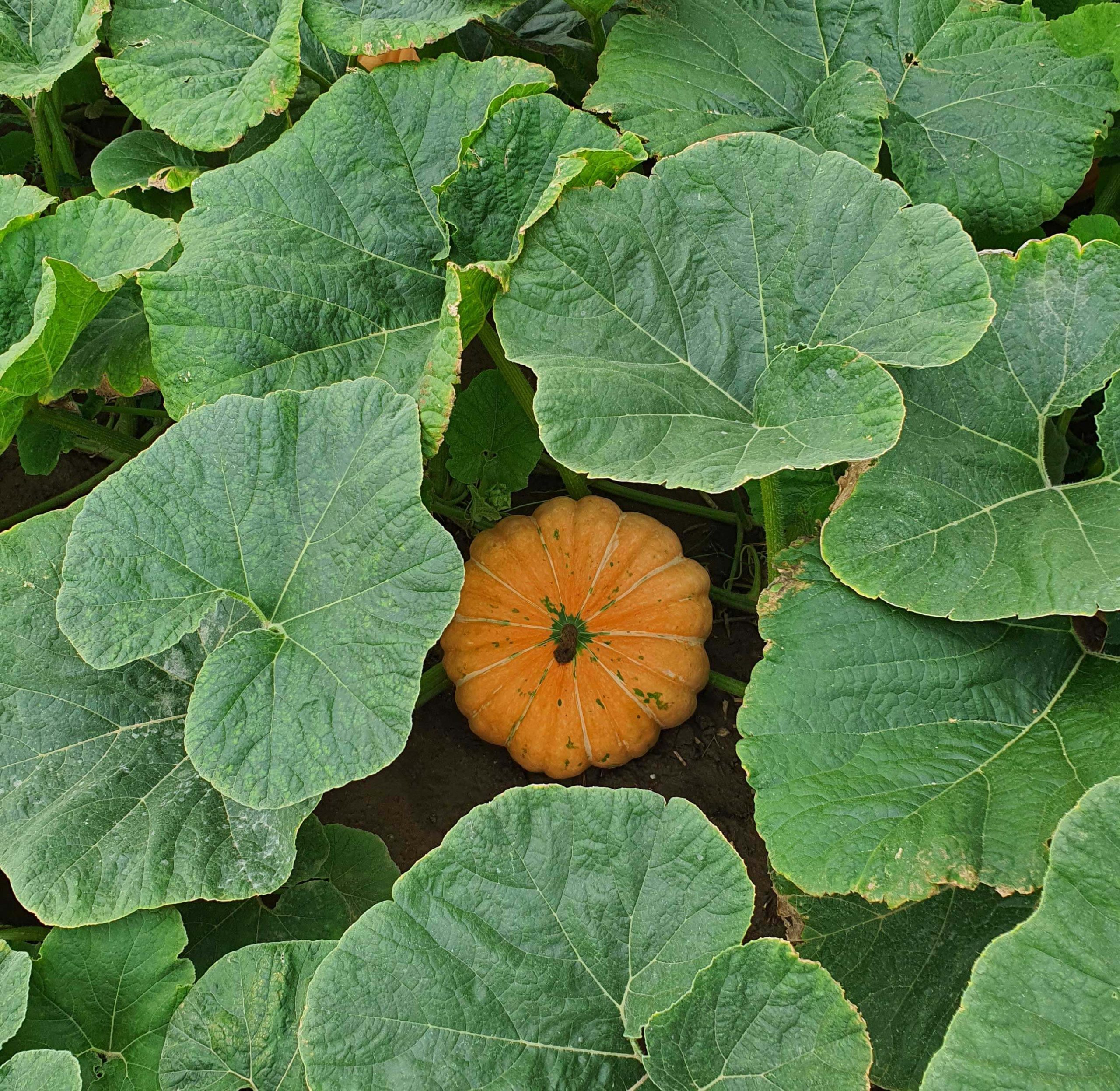 kuerbisimgruen